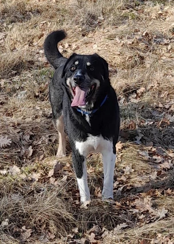 Benno, male 3yo Mixed Breed for adoption at Tierheim Herzsprung