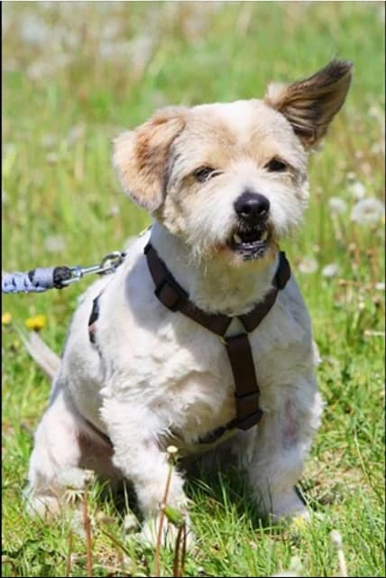 Binky, male Mixed Breed for adoption at Tierheim Herzsprung