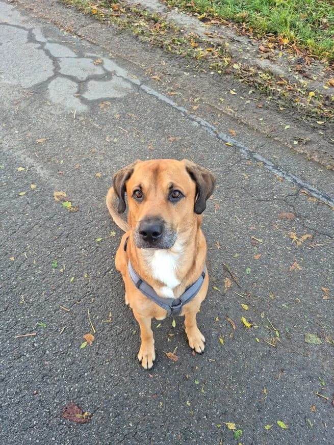 Chili, male 7yo Mixed Breed for adoption at Tierheim Herzsprung