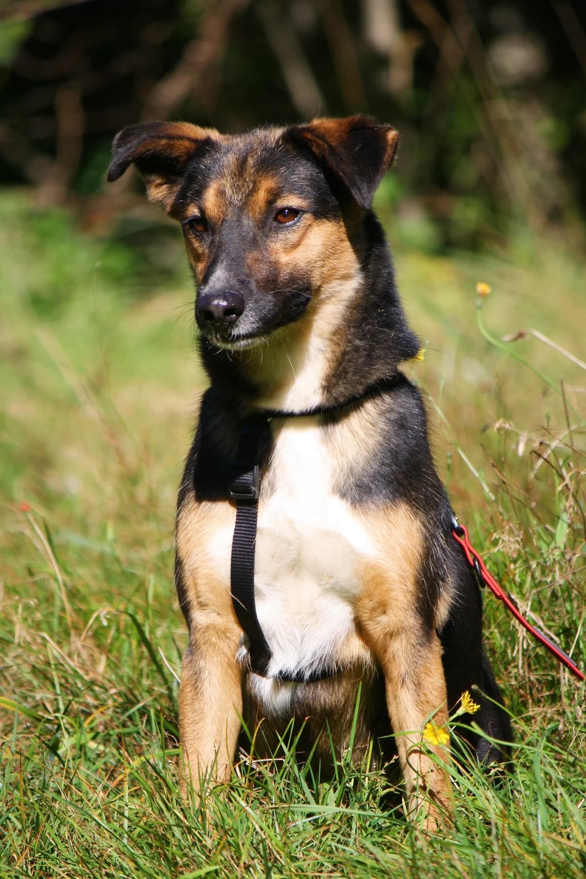 Clara, female Mixed Breed for adoption at Tierheim Herzsprung — photo 2 of 13