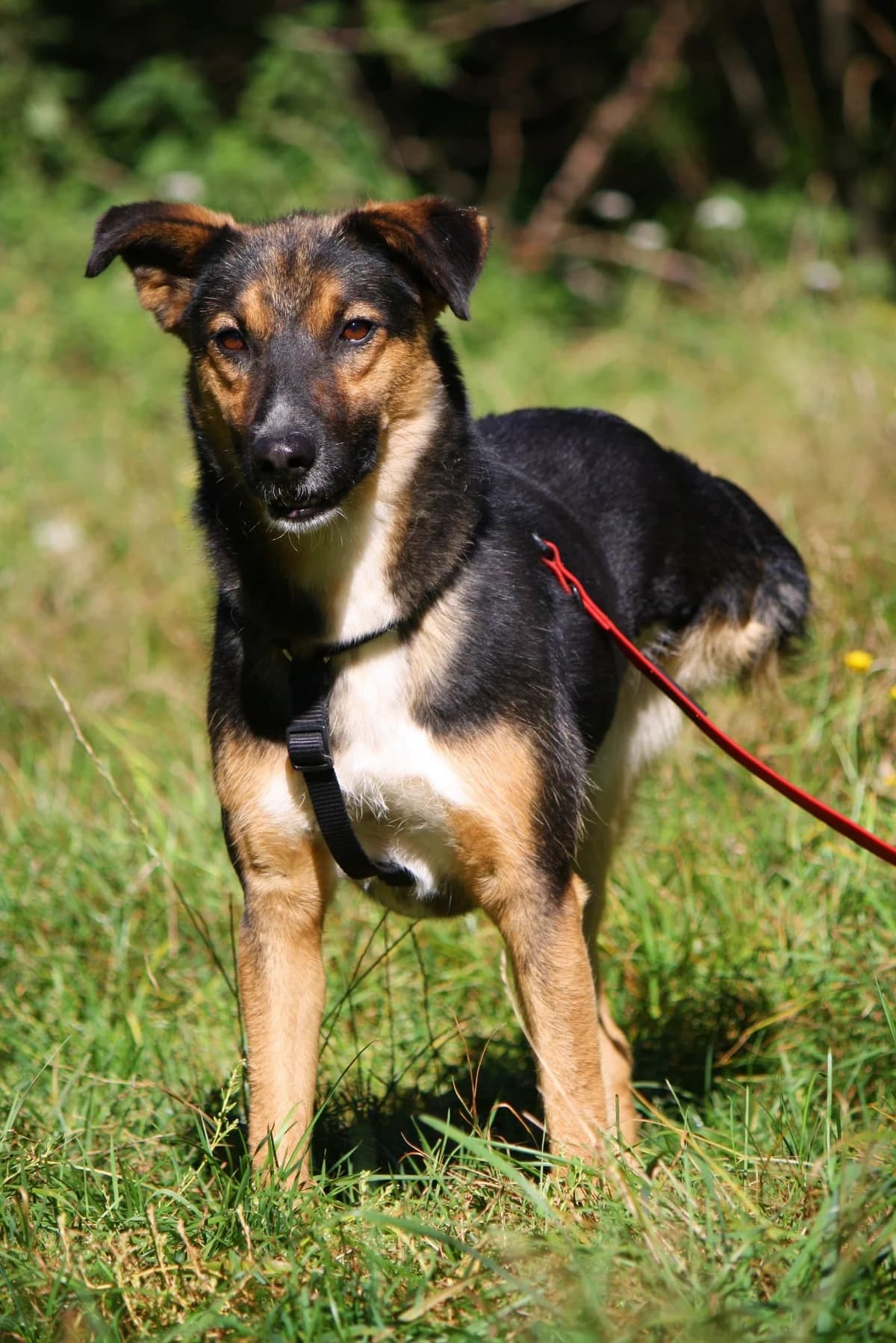 Clara, female Mixed Breed for adoption at Tierheim Herzsprung — photo 3 of 13