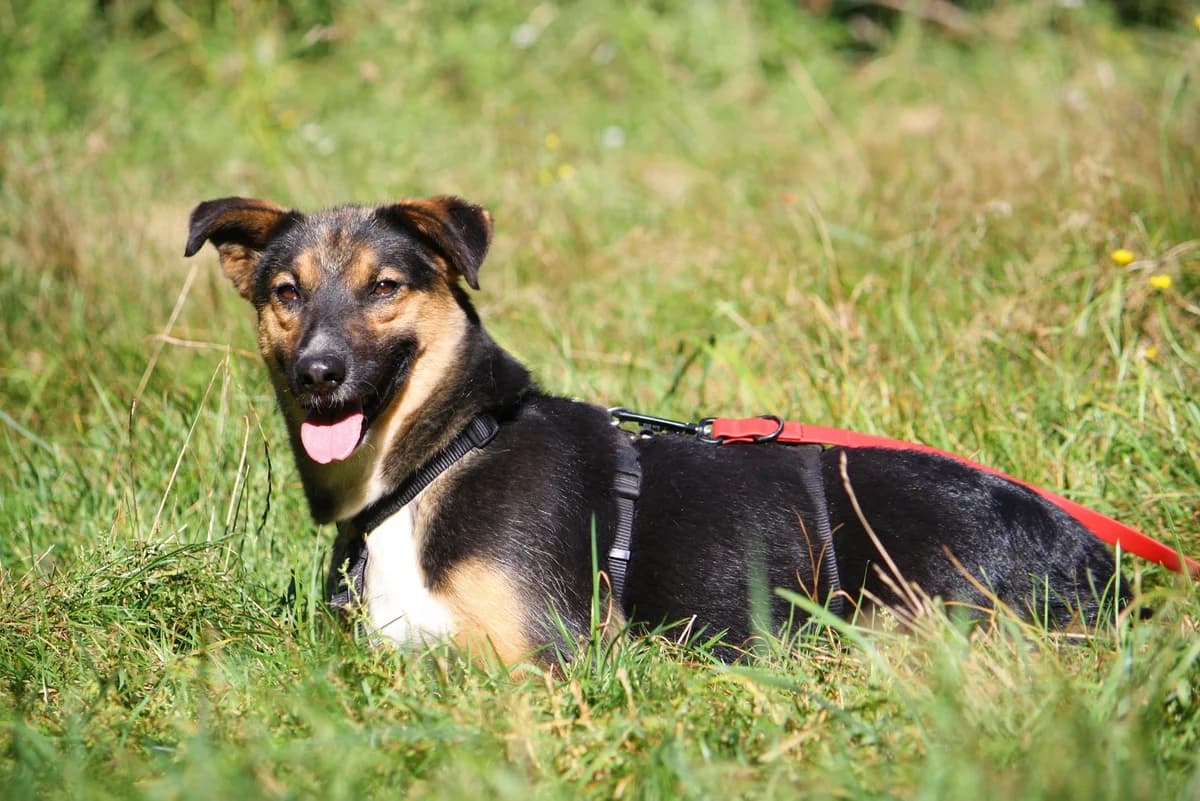 Clara, female Mixed Breed for adoption at Tierheim Herzsprung — photo 5 of 13