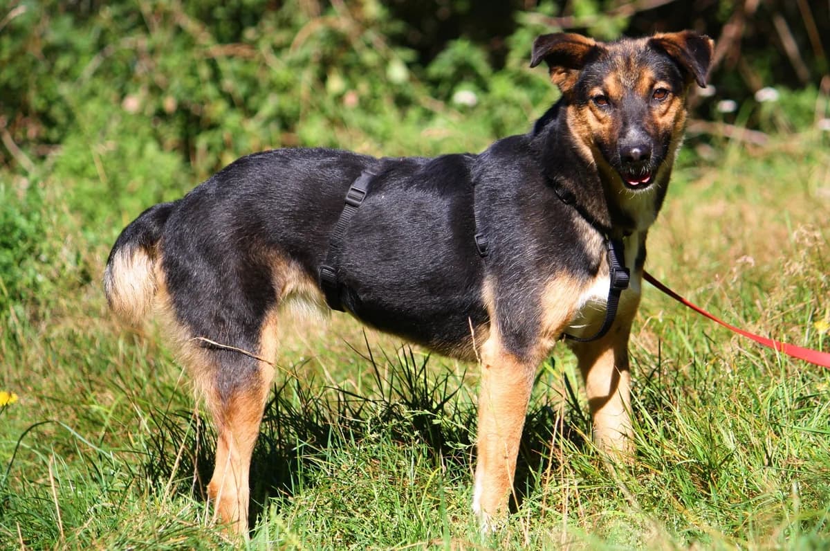 Clara, female Mixed Breed for adoption at Tierheim Herzsprung — photo 6 of 13