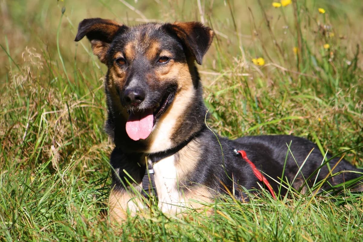 Clara, female Mixed Breed for adoption at Tierheim Herzsprung — photo 7 of 13
