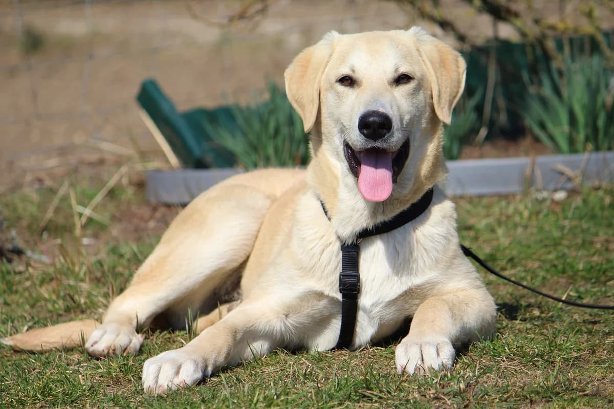 Eddy, male Mixed Breed for adoption at Tierheim Herzsprung