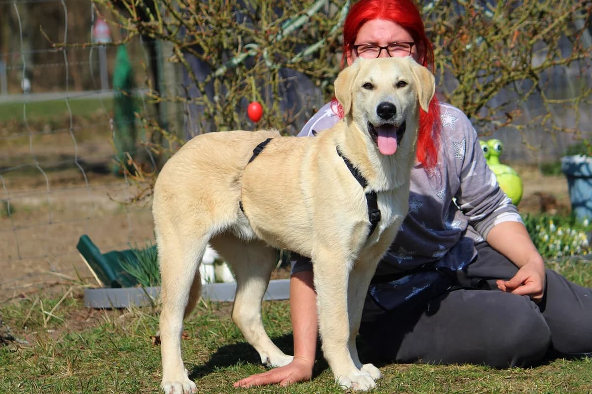 Eddy, male Mixed Breed for adoption at Tierheim Herzsprung — photo 2 of 11