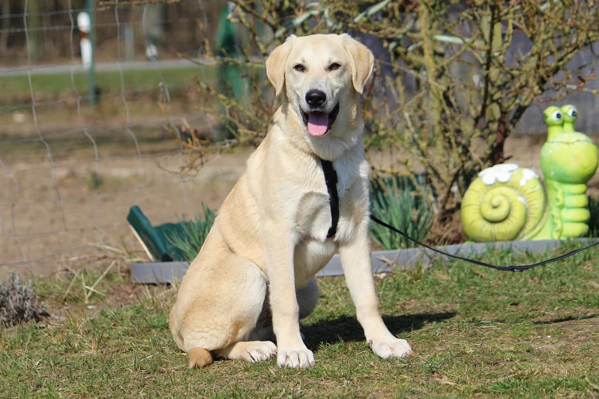 Eddy, male Mixed Breed for adoption at Tierheim Herzsprung — photo 3 of 11