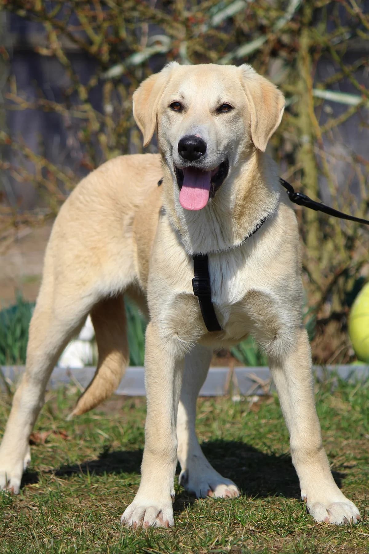 Eddy, male Mixed Breed for adoption at Tierheim Herzsprung — photo 4 of 11