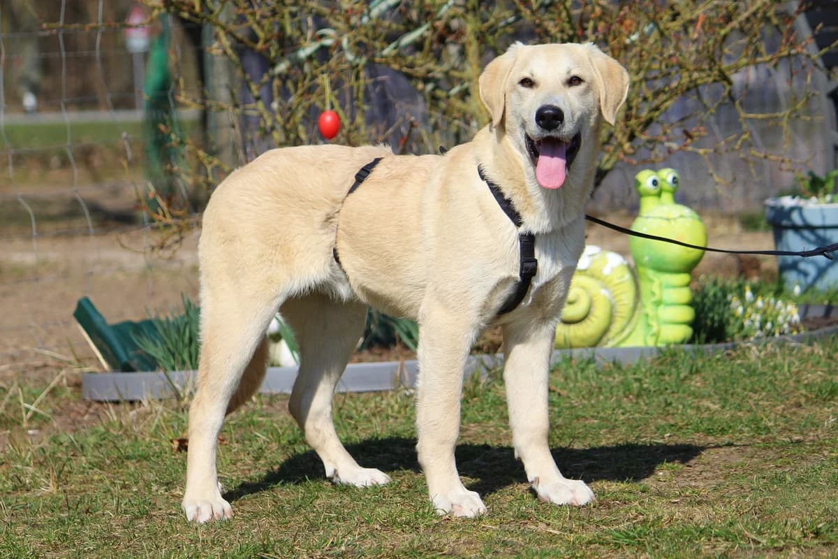 Eddy, male Mixed Breed for adoption at Tierheim Herzsprung — photo 6 of 11