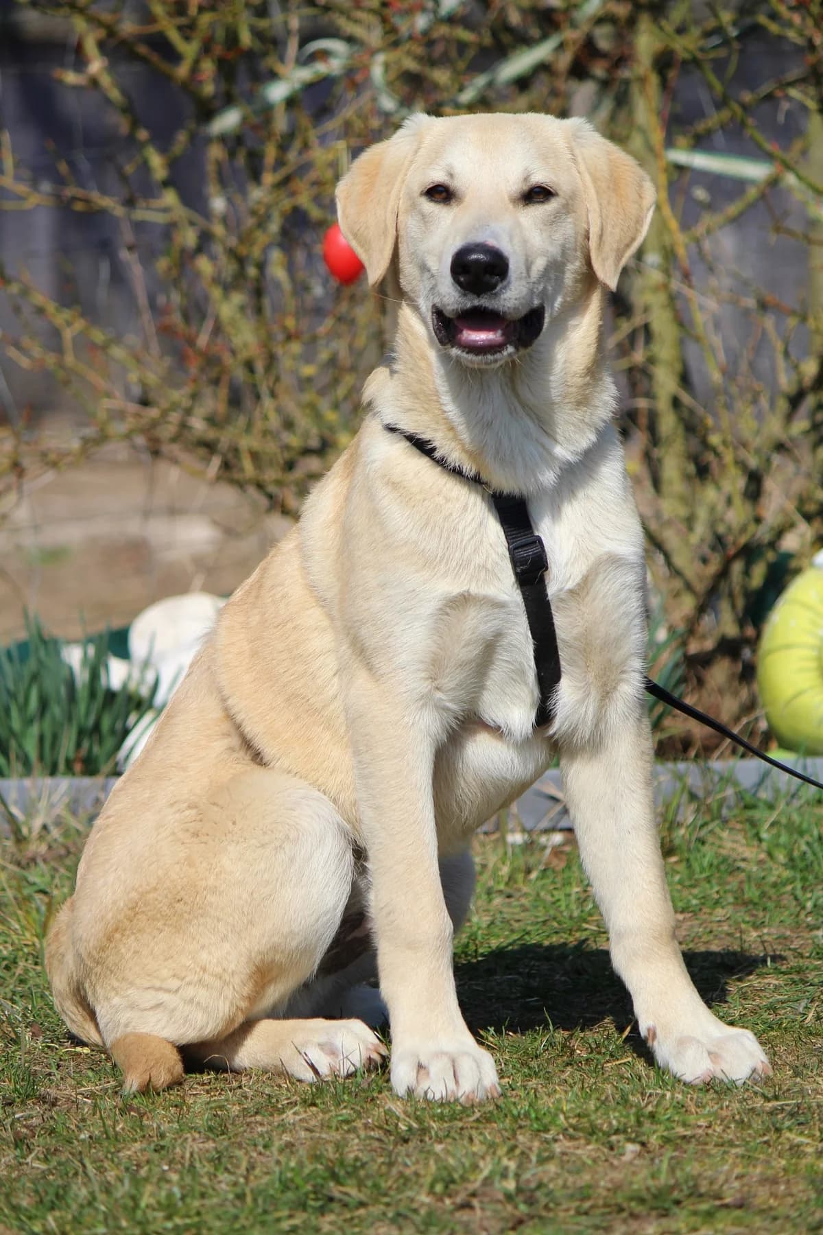 Eddy, male Mixed Breed for adoption at Tierheim Herzsprung — photo 7 of 11