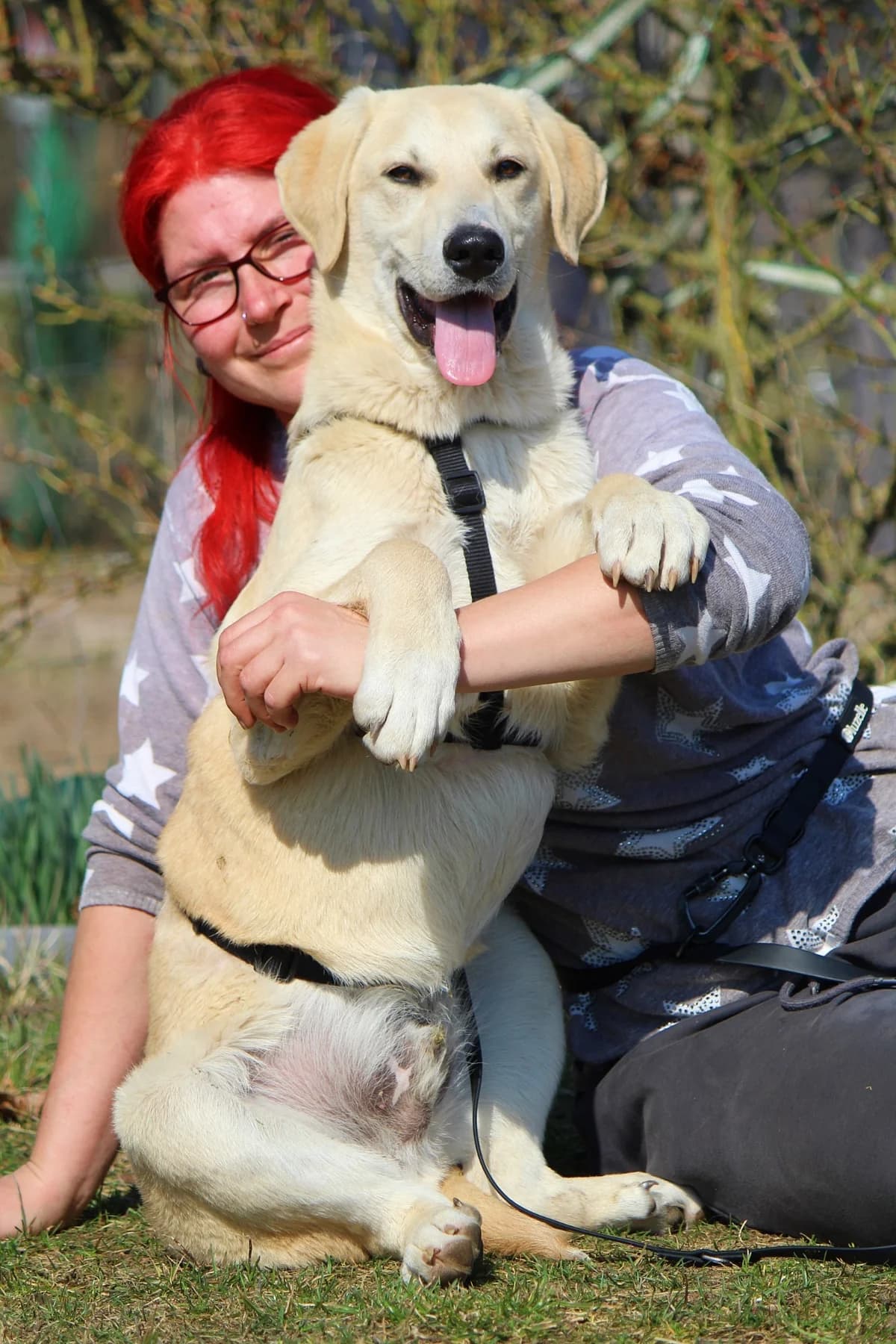 Eddy, male Mixed Breed for adoption at Tierheim Herzsprung — photo 8 of 11
