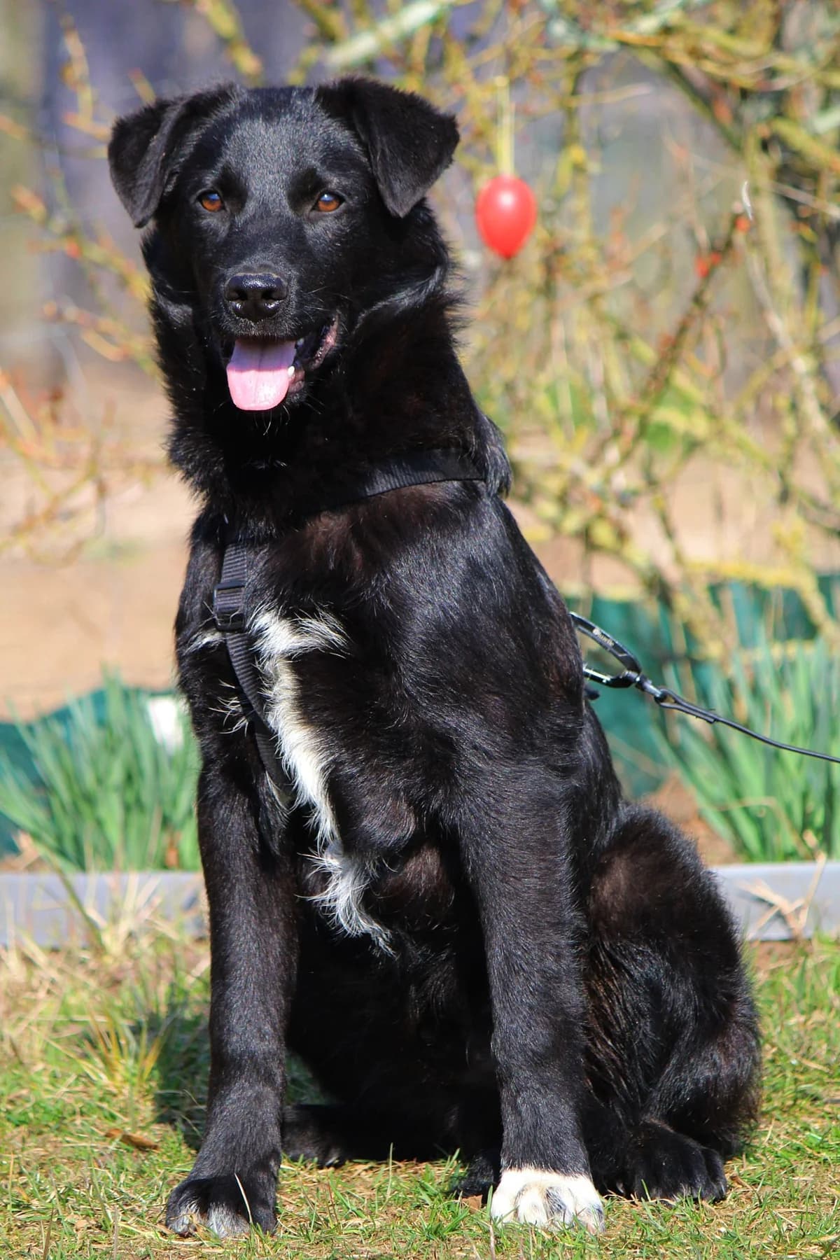 Felix, male Mixed Breed for adoption at Tierheim Herzsprung