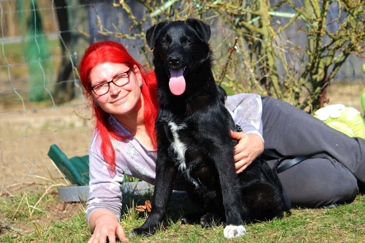 Felix, male Mixed Breed for adoption at Tierheim Herzsprung — photo 2 of 11