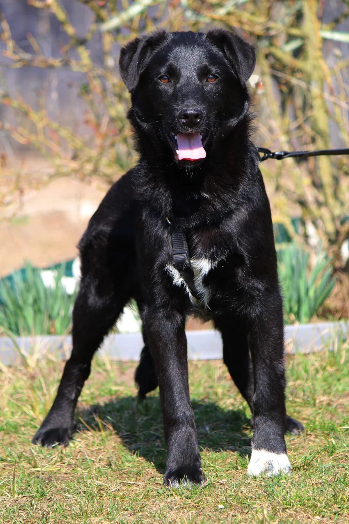 Felix, male Mixed Breed for adoption at Tierheim Herzsprung — photo 3 of 11