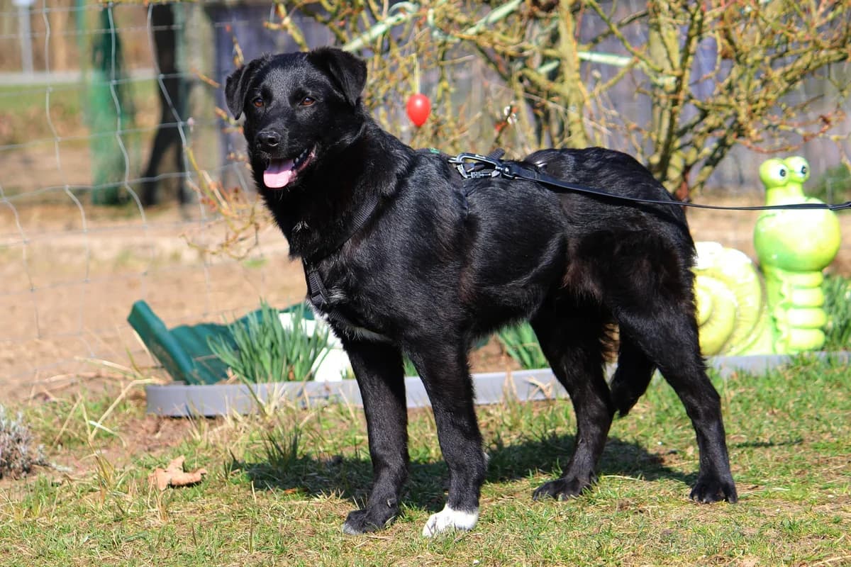 Felix, male Mixed Breed for adoption at Tierheim Herzsprung — photo 4 of 11