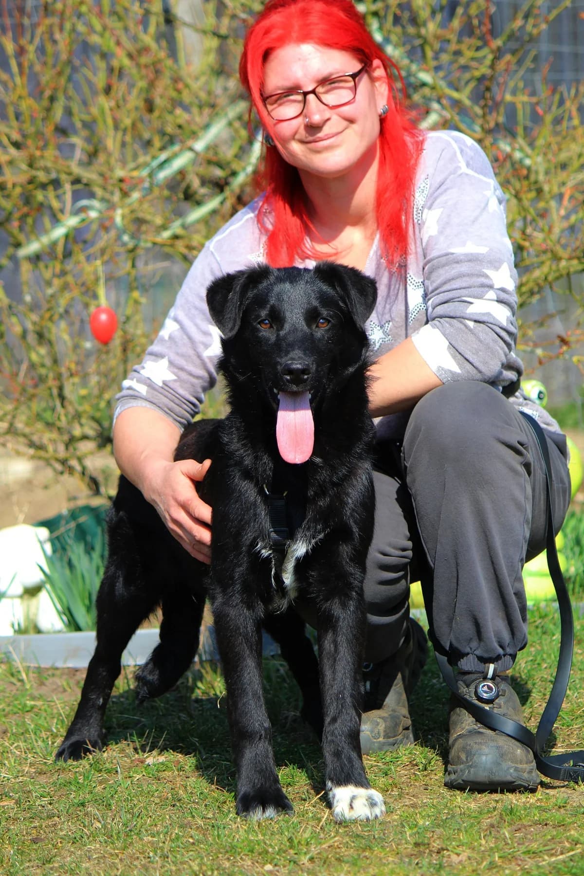 Felix, male Mixed Breed for adoption at Tierheim Herzsprung — photo 5 of 11