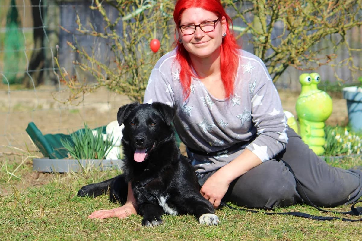 Felix, male Mixed Breed for adoption at Tierheim Herzsprung — photo 6 of 11
