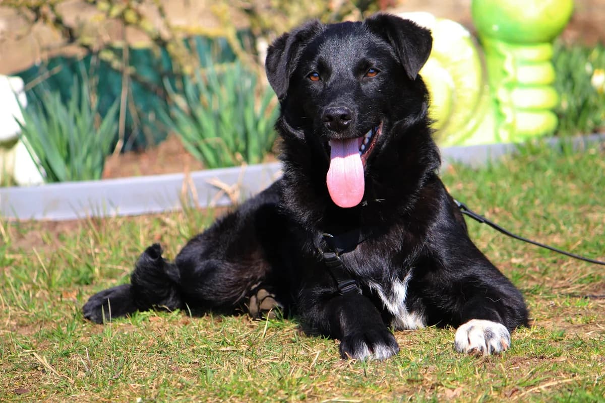Felix, male Mixed Breed for adoption at Tierheim Herzsprung — photo 7 of 11