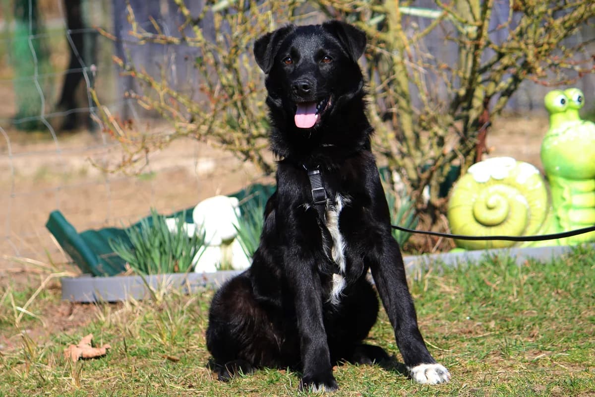 Felix, male Mixed Breed for adoption at Tierheim Herzsprung — photo 8 of 11