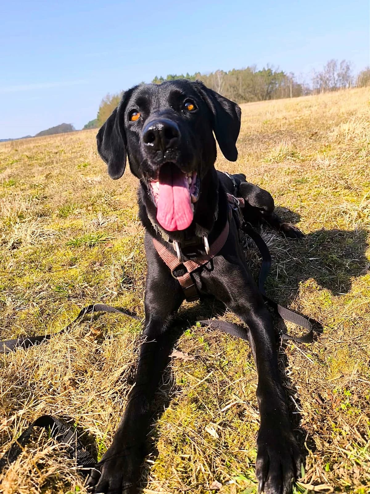 Frida, female 6yo Vizsla for adoption at Tierheim Herzsprung