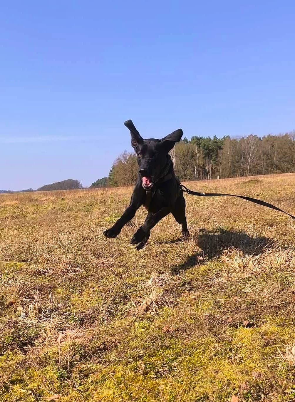 Frida, female Vizsla for adoption at Tierheim Herzsprung — photo 2 of 20