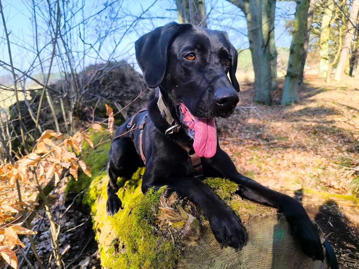 Frida, female Vizsla for adoption at Tierheim Herzsprung — photo 3 of 20