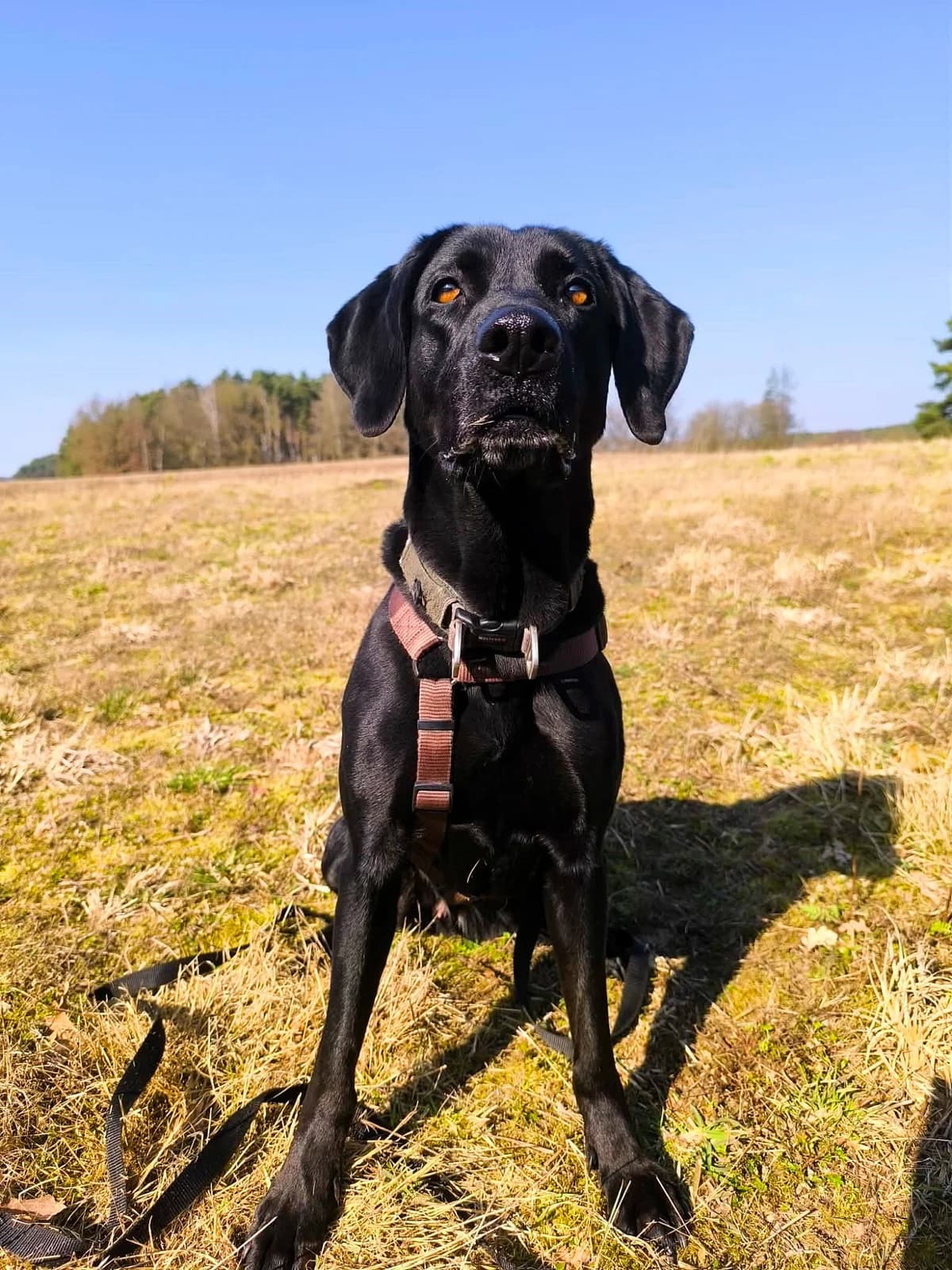 Frida, female Vizsla for adoption at Tierheim Herzsprung — photo 4 of 20