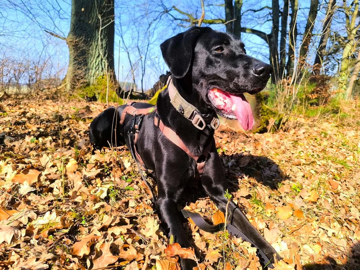 Frida, female Vizsla for adoption at Tierheim Herzsprung — photo 5 of 20
