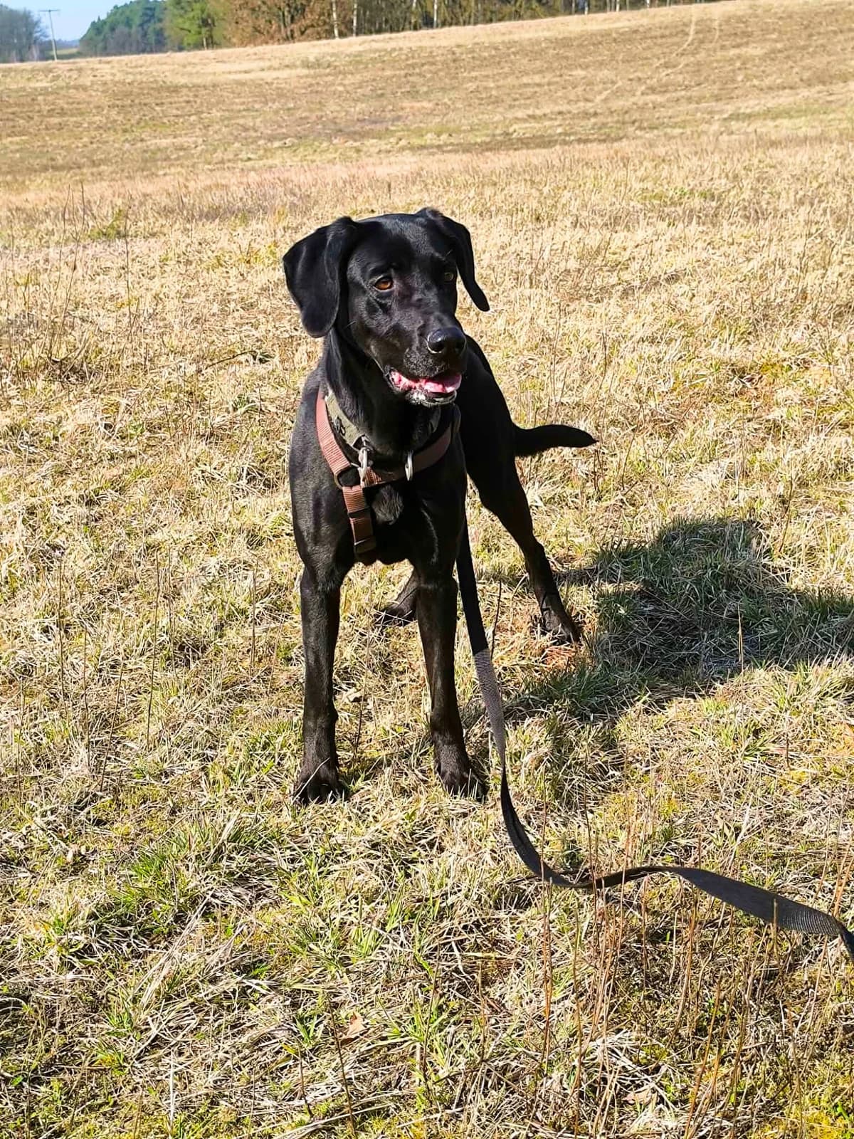 Frida, female Vizsla for adoption at Tierheim Herzsprung — photo 6 of 20