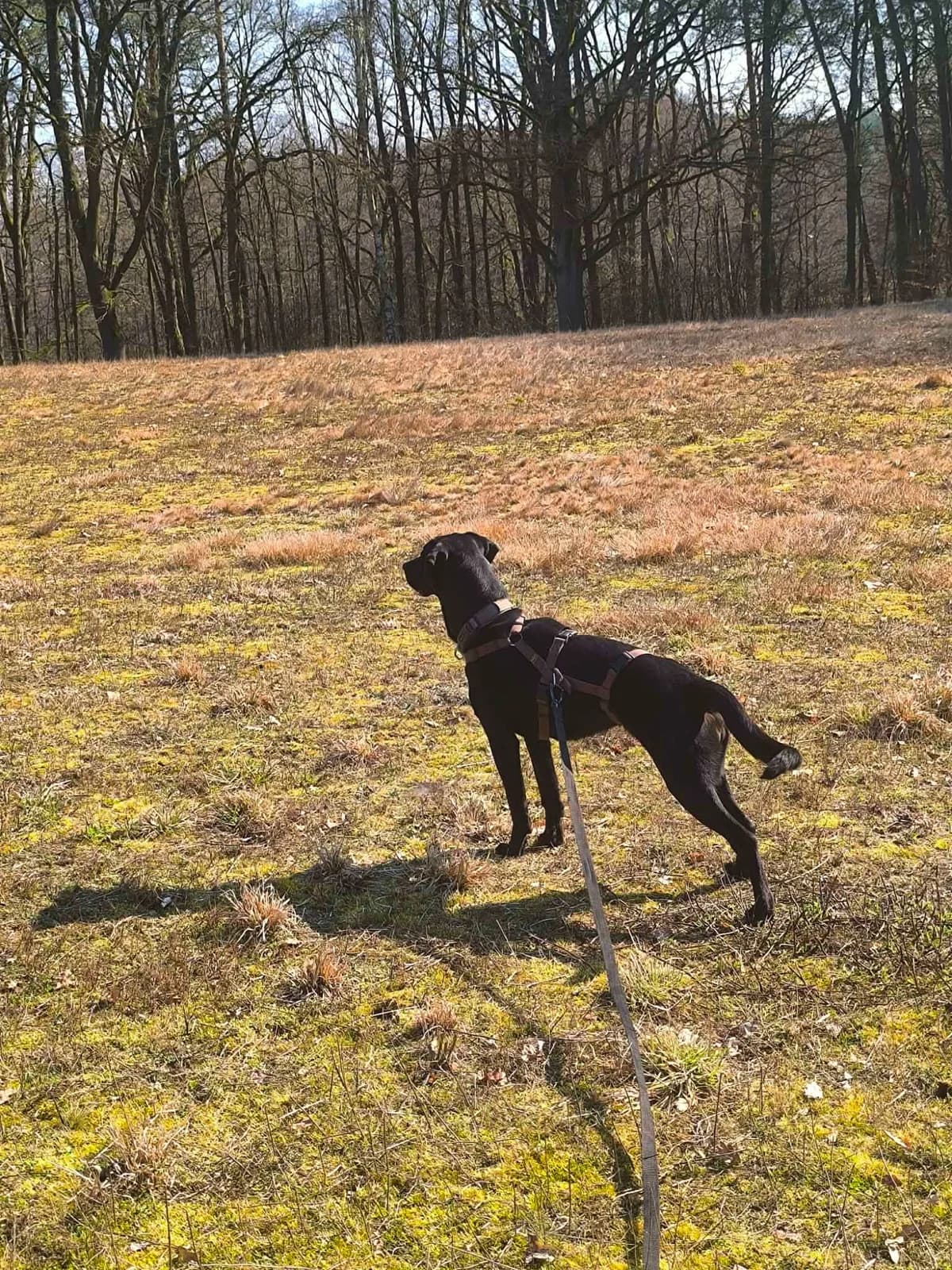 Frida, female Vizsla for adoption at Tierheim Herzsprung — photo 7 of 20