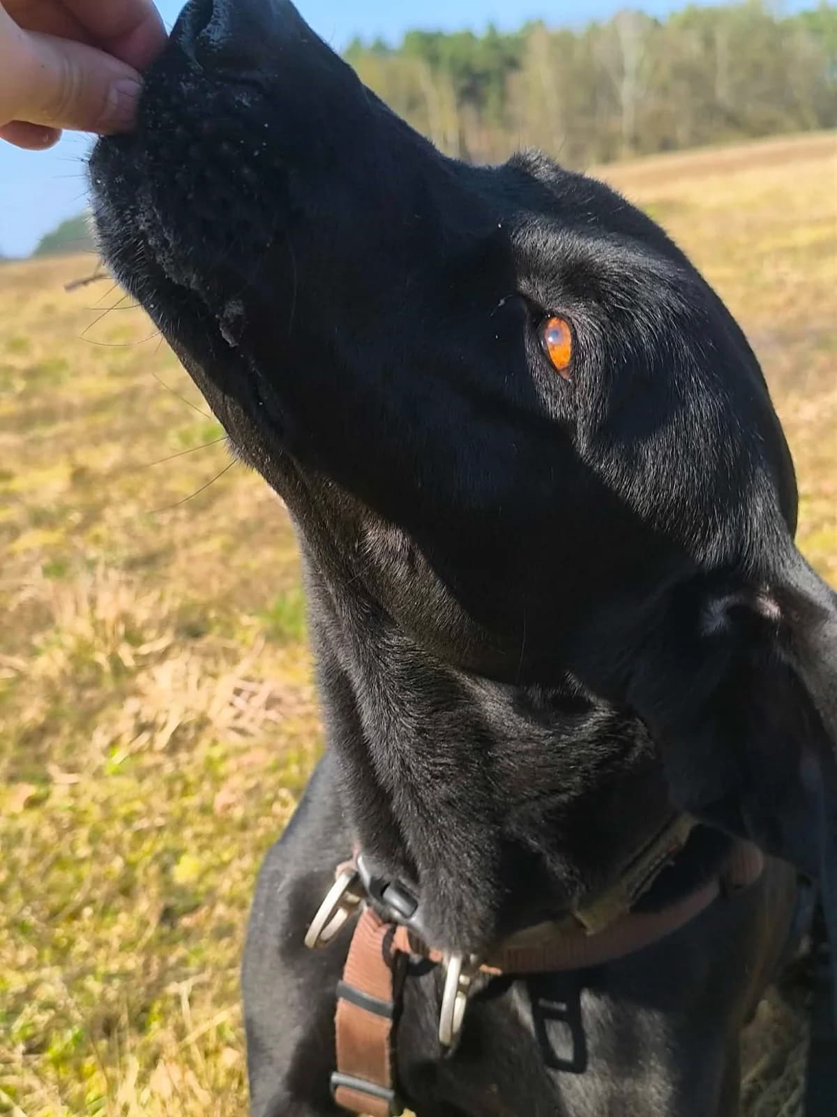 Frida, female Vizsla for adoption at Tierheim Herzsprung — photo 8 of 20