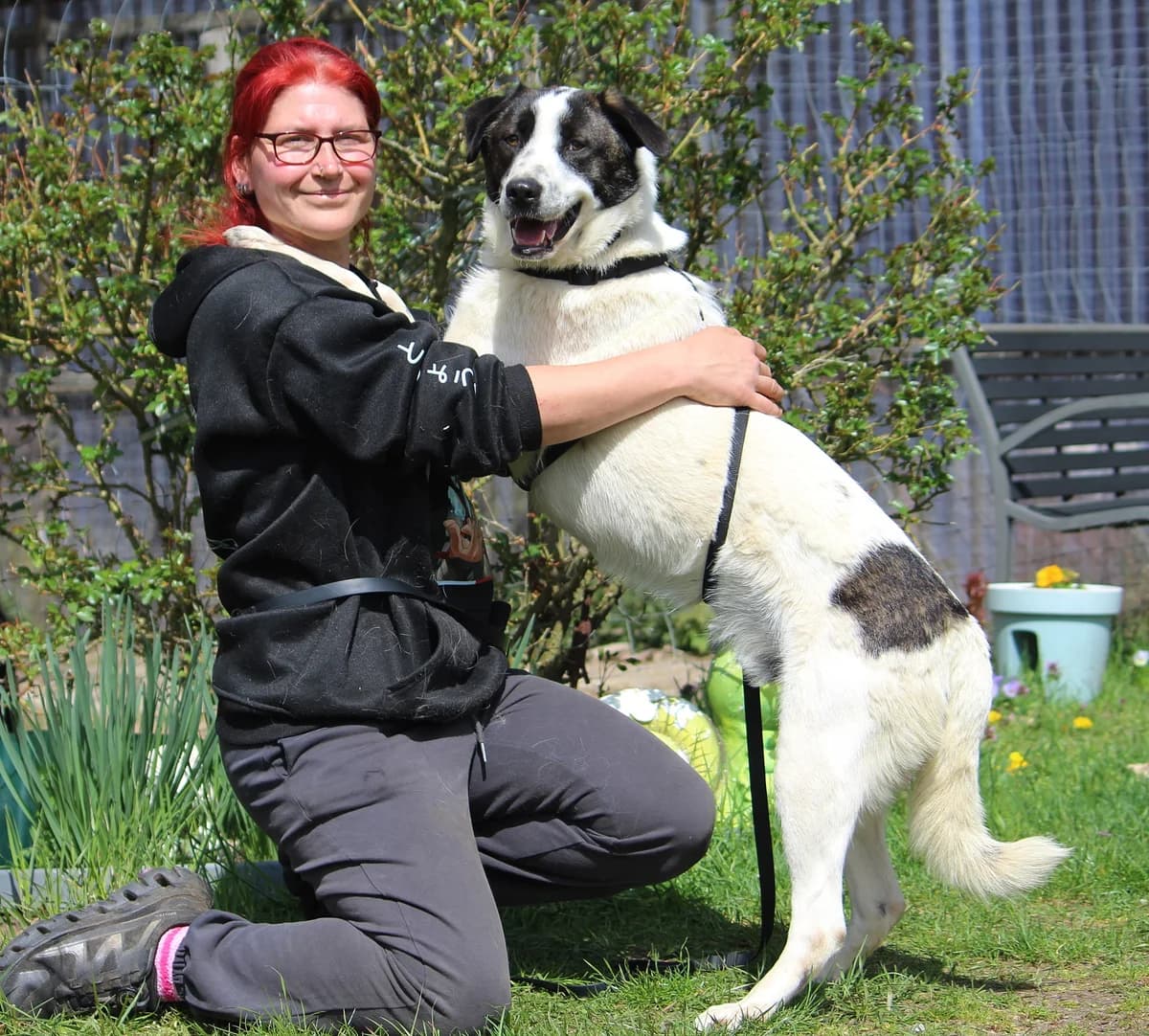Gino, male young Mixed Breed for adoption at Tierheim Herzsprung