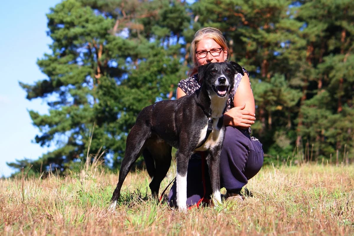 Hans, male Mixed Breed for adoption at Tierheim Herzsprung
