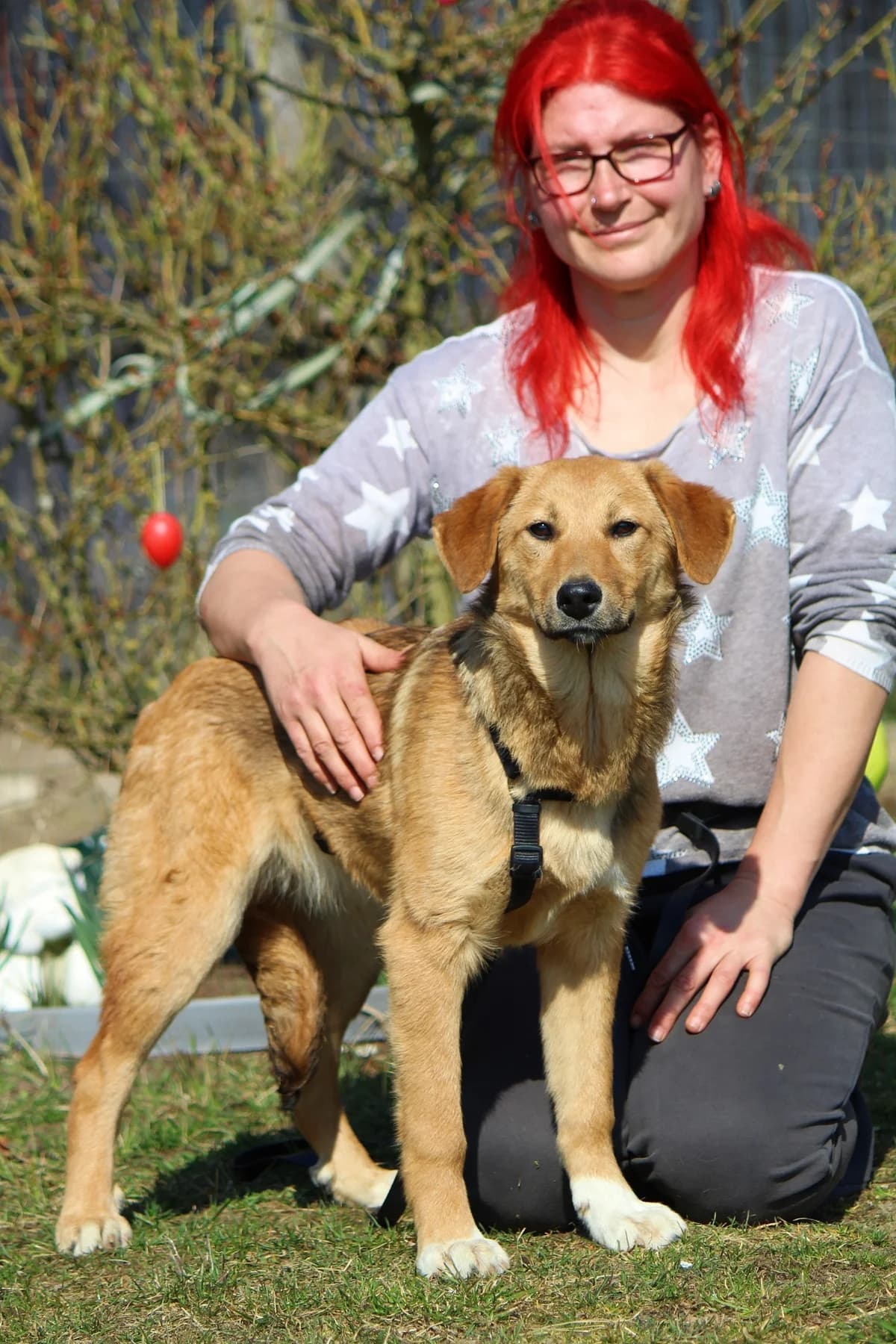 Hope, female Mixed Breed for adoption at Tierheim Herzsprung