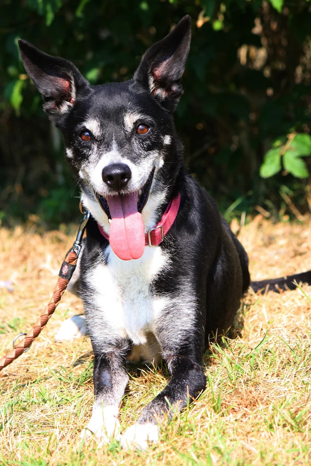 Joey, female senior Mixed Breed for adoption at Tierheim Herzsprung