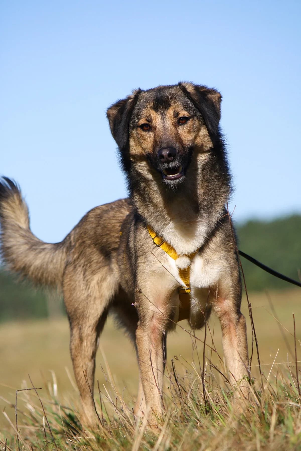 Julius, male Mixed Breed for adoption at Tierheim Herzsprung
