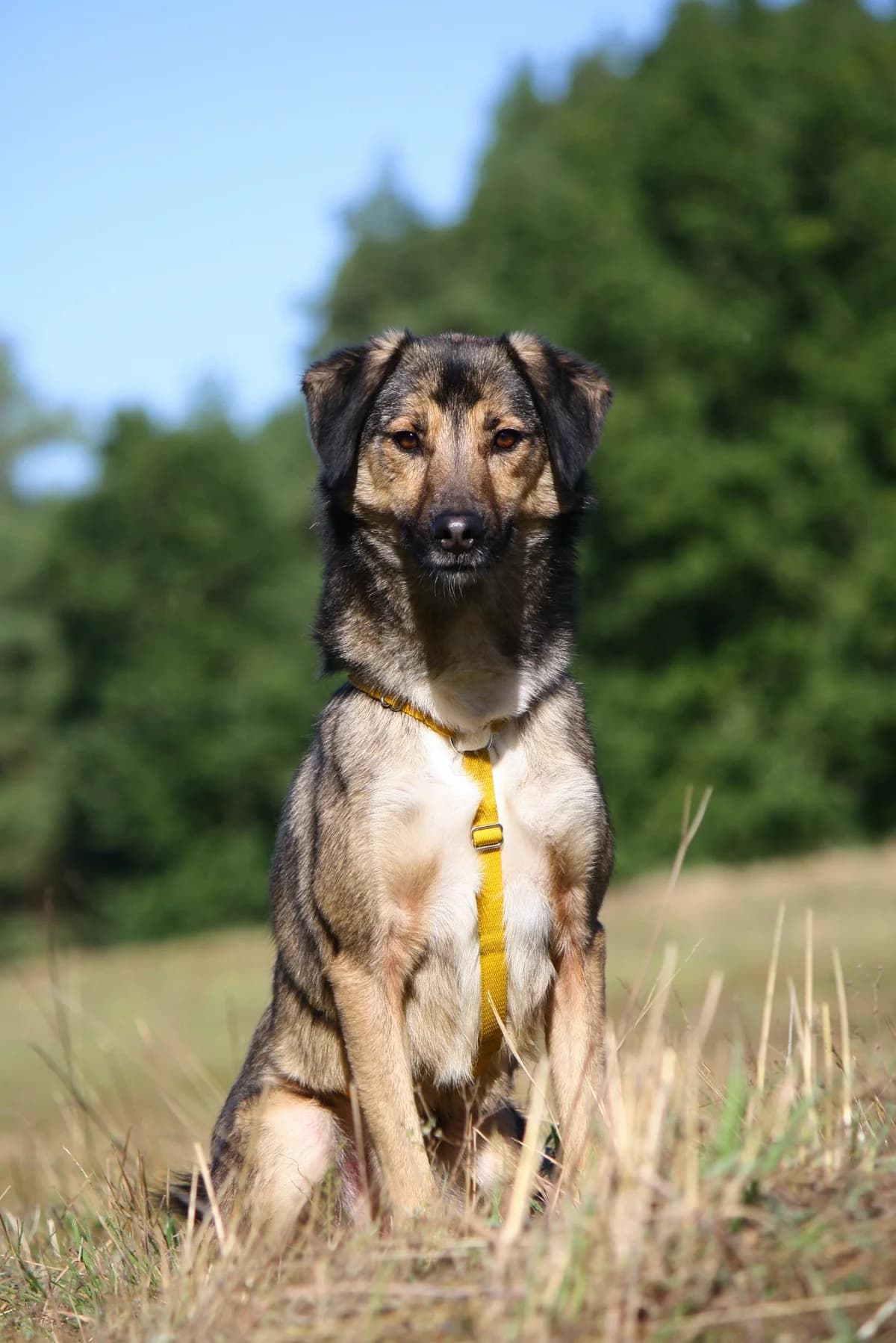 Julius, male Mixed Breed for adoption at Tierheim Herzsprung — photo 3 of 13