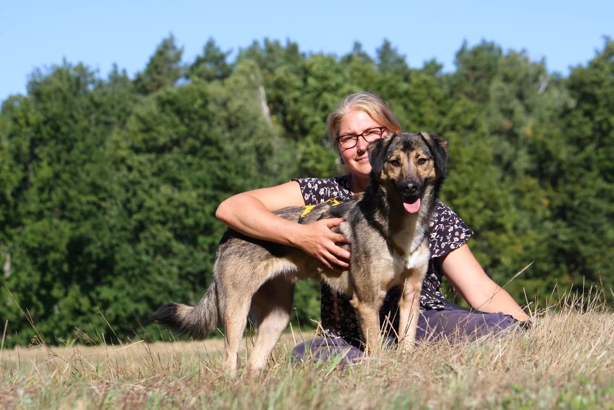 Julius, male Mixed Breed for adoption at Tierheim Herzsprung — photo 4 of 13