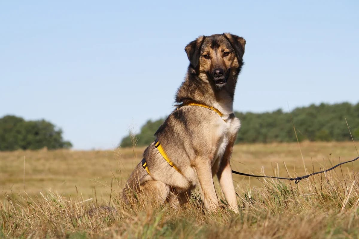 Julius, male Mixed Breed for adoption at Tierheim Herzsprung — photo 8 of 13