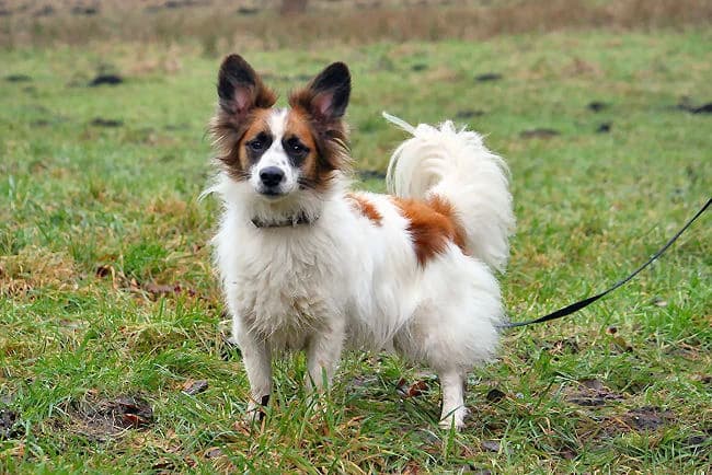 Kasper, male senior Mixed Breed for adoption at Tierheim Herzsprung