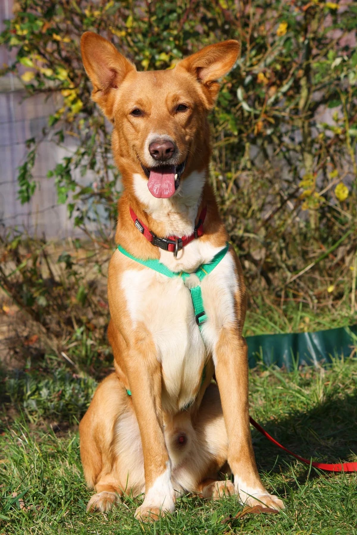 Leo, male 5yo Mixed Breed for adoption at Tierheim Herzsprung