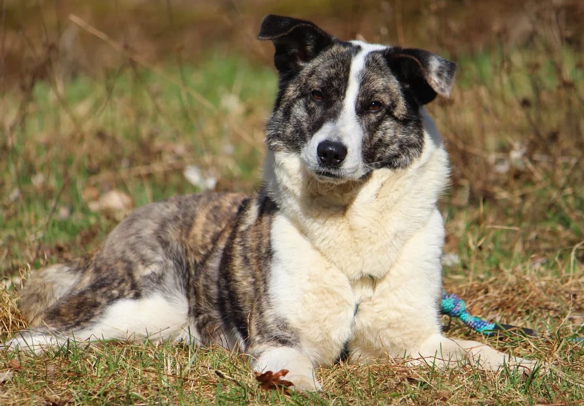 Lexy, female Mixed Breed for adoption at Tierheim Herzsprung