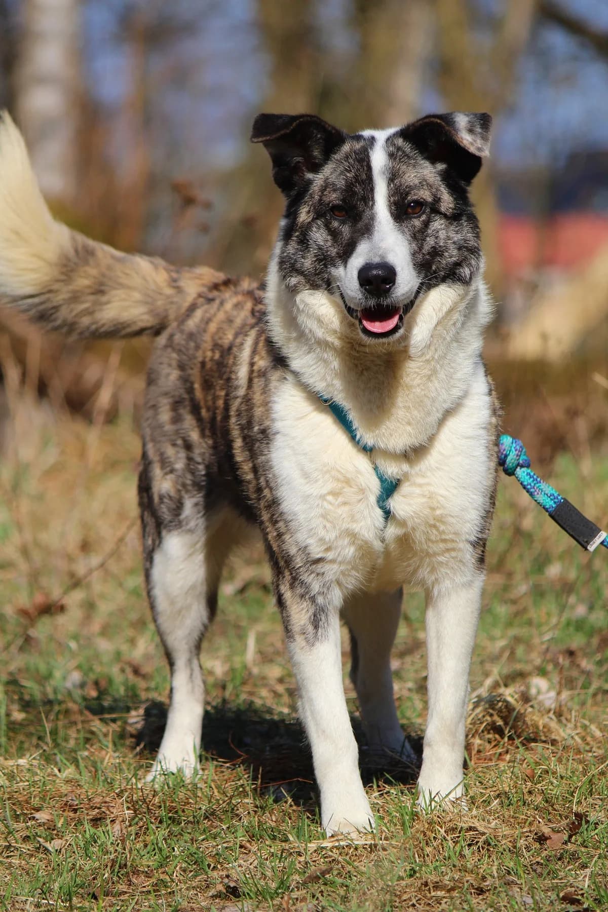 Lexy, female Mixed Breed for adoption at Tierheim Herzsprung — photo 3 of 10