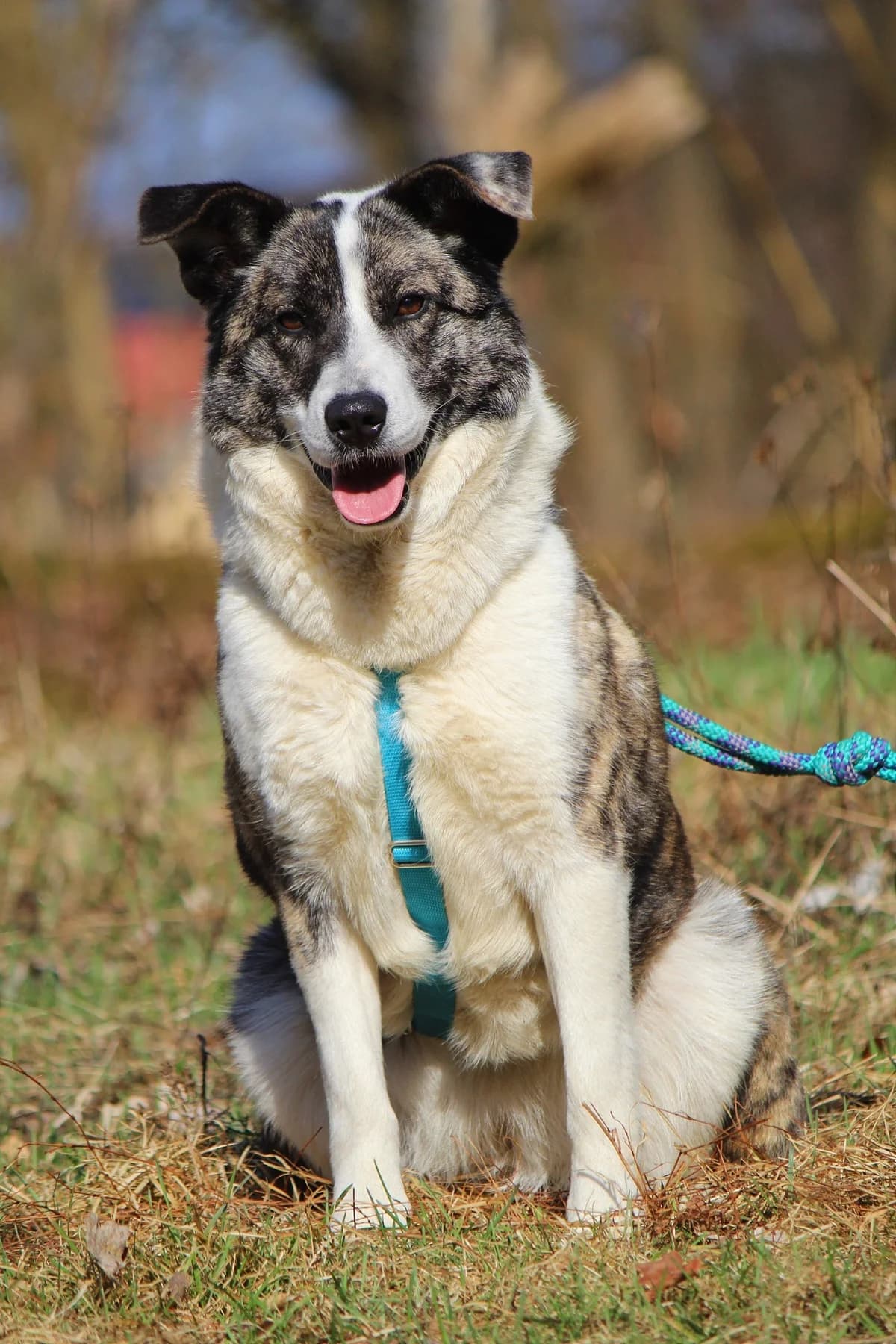 Lexy, female Mixed Breed for adoption at Tierheim Herzsprung — photo 4 of 10