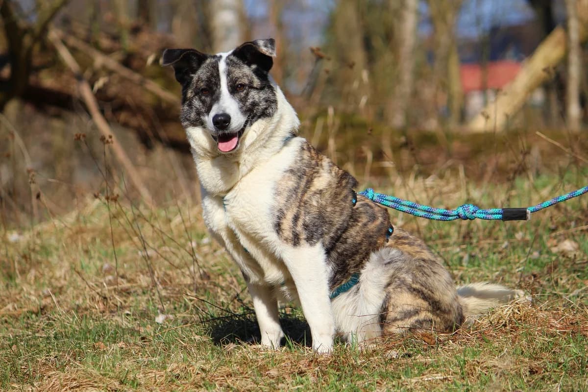 Lexy, female Mixed Breed for adoption at Tierheim Herzsprung — photo 7 of 10