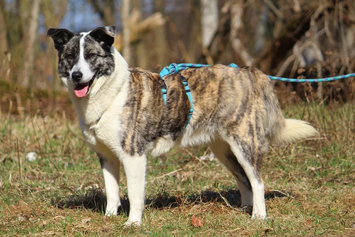 Lexy, female Mixed Breed for adoption at Tierheim Herzsprung — photo 8 of 10