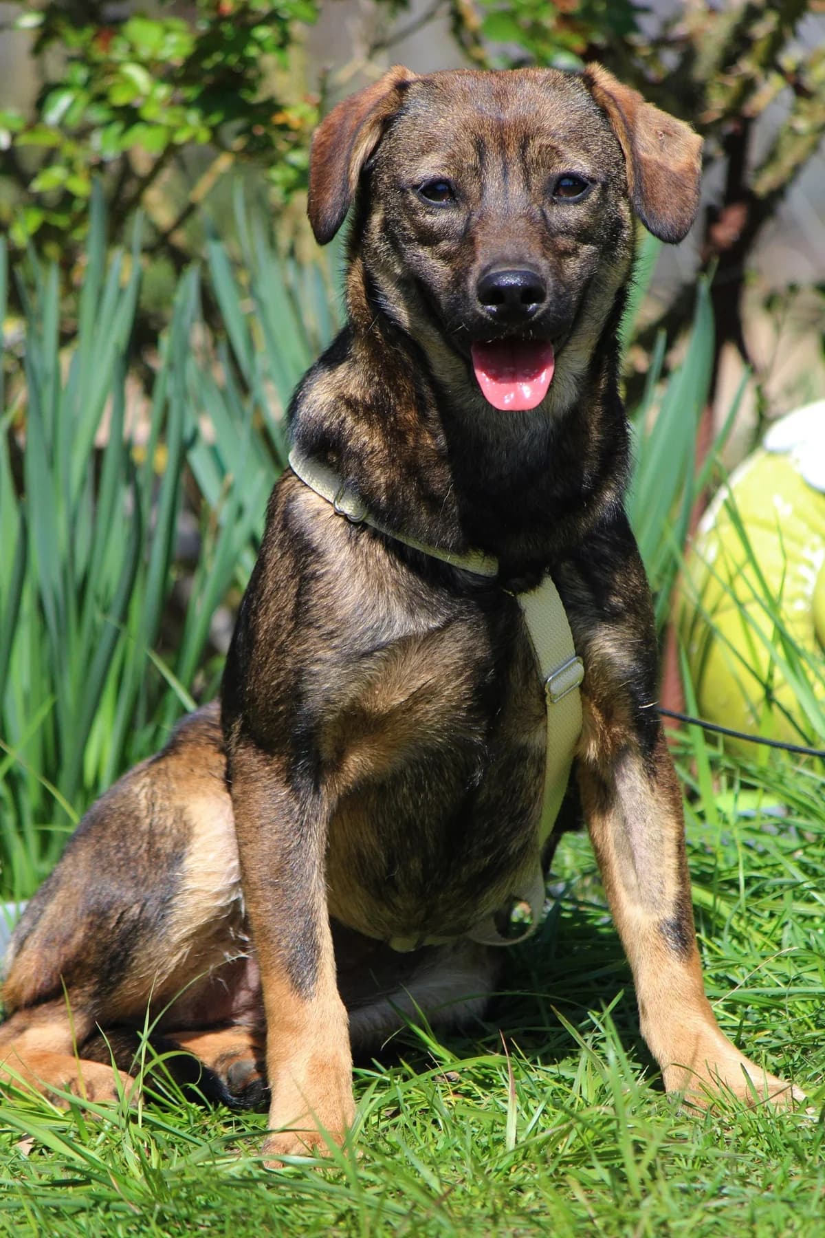 Lilly, female puppy Mixed Breed for adoption at Tierheim Herzsprung