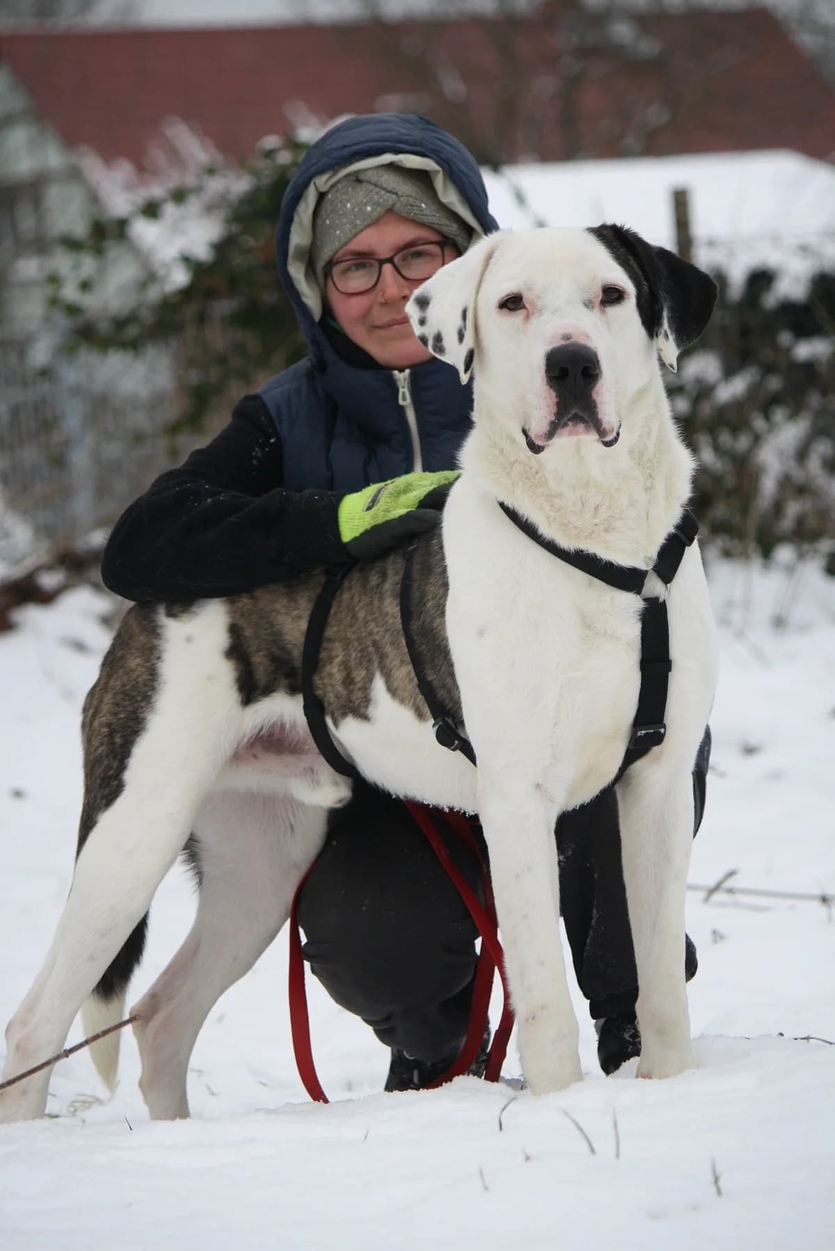 Lucky, male Mixed Breed for adoption at Tierheim Herzsprung