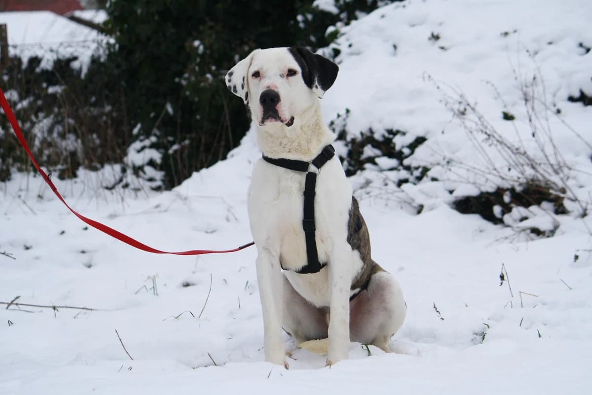 Lucky, male Mixed Breed for adoption at Tierheim Herzsprung — photo 2 of 11
