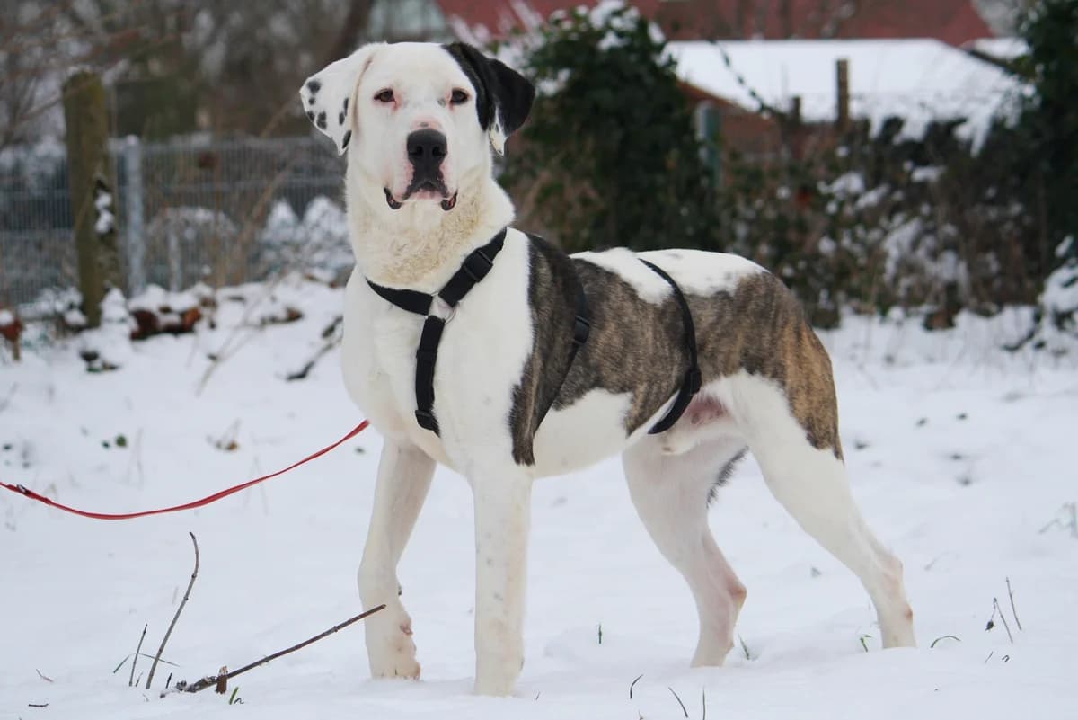 Lucky, male Mixed Breed for adoption at Tierheim Herzsprung — photo 4 of 11
